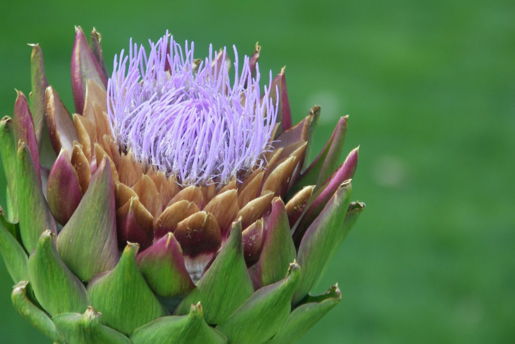 Cynara Scolymus